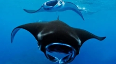 Кој е толку морско ѓавол?